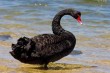 El Cisne Negro que pondrá fin a la crisis