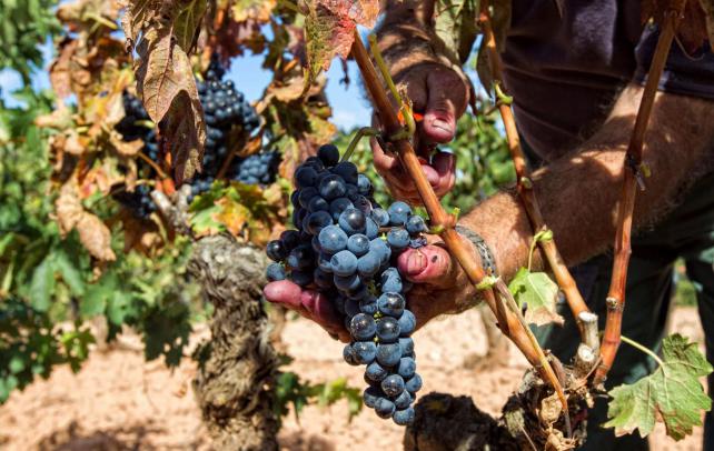 viticultores de Rioja
